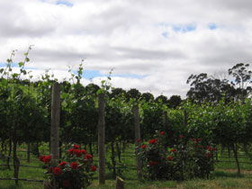 Manyara Vineyard - Broome Tourism 0