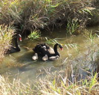 Tamar Island Wetlands Reserve and Interpretation Centre - Broome Tourism