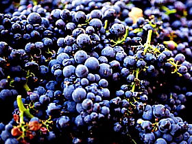 Laurel Bank Vineyard - Broome Tourism 0