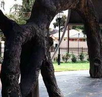 Old Gum Tree - Broome Tourism