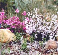 Stokes Bay Bush Garden - Broome Tourism