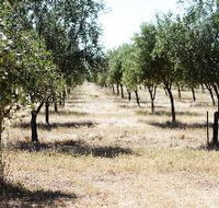 Talinga Grove Olive Oils - Broome Tourism