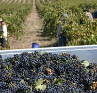 Rolf Binder Wines - Broome Tourism