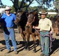 Coffin Bay Brumby Preservation Society Incorporated - Broome Tourism