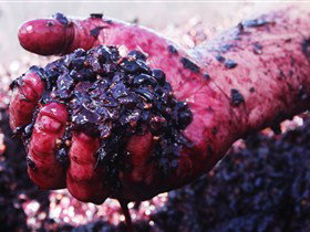Rusden Wines - Broome Tourism 0