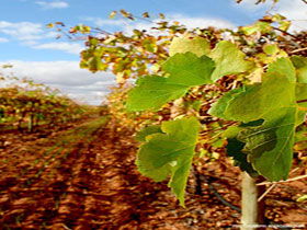Mirabella Vineyards - Broome Tourism 0