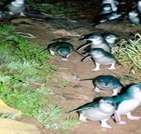 Penneshaw Penguin Centre - Broome Tourism