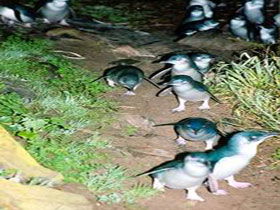 Penneshaw Penguin Centre - Broome Tourism 0
