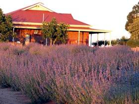 Bella Lavender Estate - Broome Tourism 0