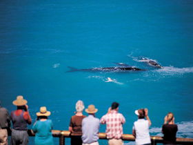 Whale Watching At Head Of Bight - Broome Tourism 0