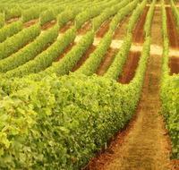 Schild Estate Wines - Broome Tourism
