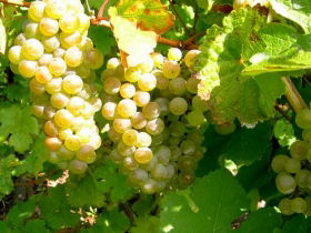 Winstead Vineyard - Broome Tourism 0
