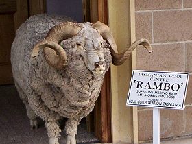 Tasmanian Wool Centre - Broome Tourism 0