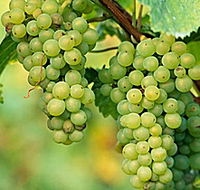 TP Vineyards - Broome Tourism