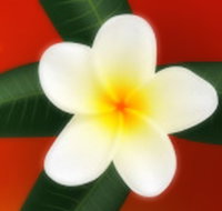 Well Retreat - Day Spa and Teahouse - Broome Tourism