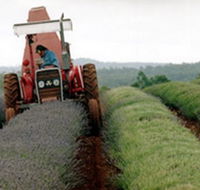 Bridestowe Lavender Farm - Broome Tourism
