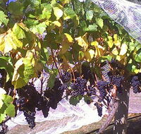 Palmara Vineyard - Broome Tourism