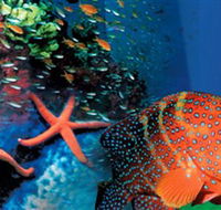Indo Pacific Marine - Broome Tourism