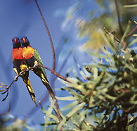 Wangi Falls Walk - Broome Tourism