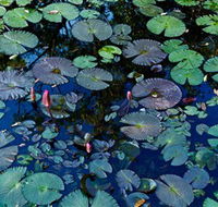 Pine Creek Water Gardens - Broome Tourism