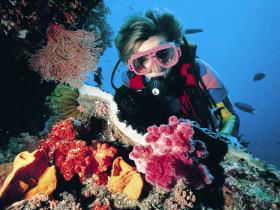 Cook Island Dive Site - Broome Tourism 0
