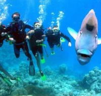 Jew Shoal Dive Site - Broome Tourism