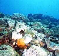Mudjimba Old Woman Island Dive Site - Broome Tourism