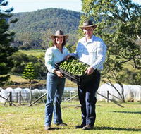 Hinterland Feijoas - Broome Tourism