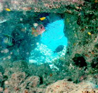 Michaelmas Cay Dive Site - Broome Tourism