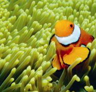 Thetford Reef Dive Site - Broome Tourism