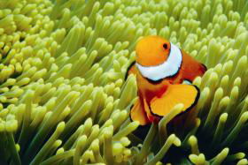 Thetford Reef Dive Site - Broome Tourism 0