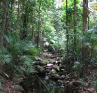 Mossman Gorge Rainforest Circuit Track Daintree National Park - Broome Tourism