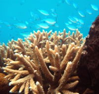 Normanby Reef - Broome Tourism