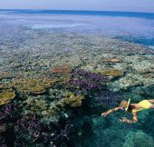 Split Bommie Dive Site - Broome Tourism