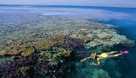 Split Bommie Dive Site - Broome Tourism 0