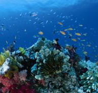 Steve's Bommie Dive Site - Broome Tourism