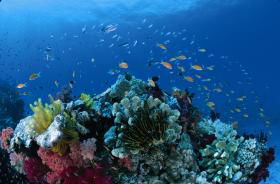 Steve's Bommie Dive Site - Broome Tourism 0