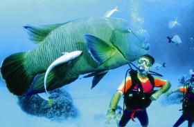 Cod Hole Dive Site - Broome Tourism 0