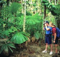 Mount Sorrow Ridge Trail Daintree National Park - Broome Tourism