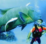 Turtle Bay Dive Site - Broome Tourism