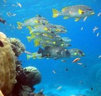 Coral Gardens Dive Site Flynn Reef - Broome Tourism