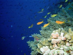 The Three Sisters Dive Site - Broome Tourism 0