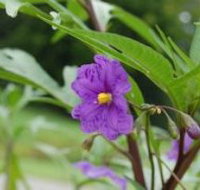 Alpha Native Flower Garden - Broome Tourism