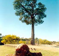 Robbers Tree - Broome Tourism