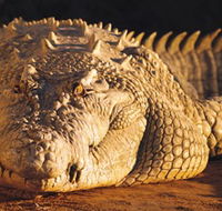 Koorana Crocodile Farm - Broome Tourism