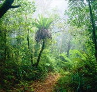 Lamington National Park Green Mountains Section - Broome Tourism
