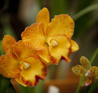 Queens Park - Orchid House - Broome Tourism