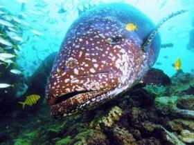 Lady Musgrave Island Dive Sites - Broome Tourism 0