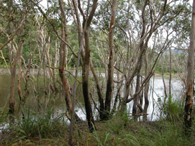 Mount Rooper Circuit And Swamp Bay Track - Broome Tourism 0