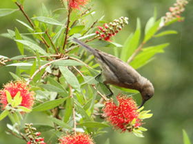 Birdwatching In Dysart - Broome Tourism 0